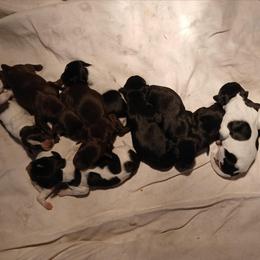Girl 5 - Black and white female German Shorthaired Pointer puppy in Laporte, Minnesota from Northern Odyssey Gun Dogs