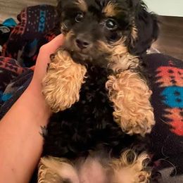 Poodle Puppies from Emmino Poodles