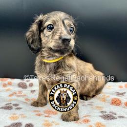 Ella - Cream female Dachshund puppy in Houston, Texas from Texas Regal Dachshunds LLC