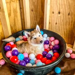 Native American Indian Dog Puppies from Seven Sisters Canids