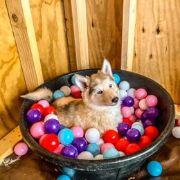 Native American Indian Dog Puppies from Seven Sisters Canids