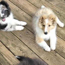 Shetland Sheepdogs from Serenade