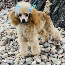 Ellie - Poodle
