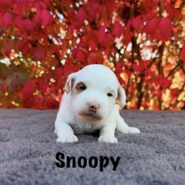 Snoopy - Red male Australian Labradoodle puppy in Rochester, Michigan from Monarch Labradoodles