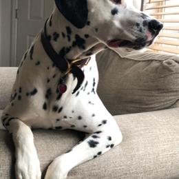 Dalmatian All Grown Up from Gateway Farm Dalmatians