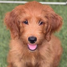 Chanel - Red  female Goldendoodle puppy in Las Vegas, Nevada from Puppies of the West