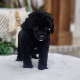 Tonya - Black female Poodle puppy in Dothan, Alabama from Farquharson's Poodles&Doodles