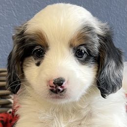 Bernedoodle Puppies from Doodles of Your Dreams (formerly Texana Doodles)