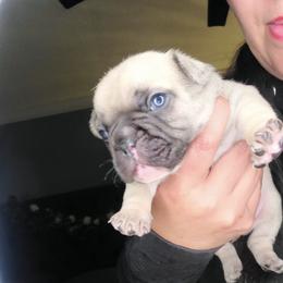French Bulldog Puppies from Culichitown Frenchies
