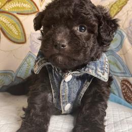 Boy4 06012026 - Black male Maltipoo puppy in Bakersfield, California from Silvia's Maltipoos