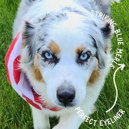 Blu - Australian Shepherd