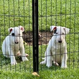 Bull Terrier Puppies from Action Bull Terriers
