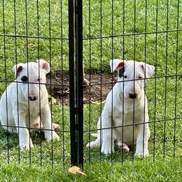Bull Terrier Puppies from Action Bull Terriers