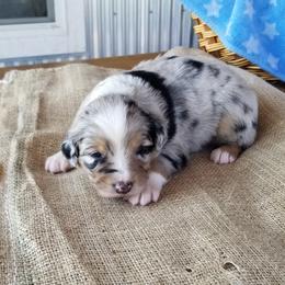 David - Australian Shepherd puppy in Powell, Wyoming from Waterworth Australian Shepherds