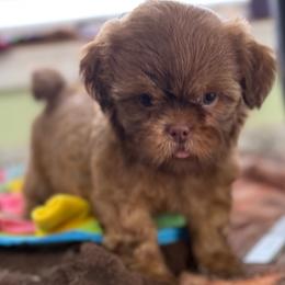 Raleigh - Liver male Shih Tzu puppy in Stafford, Virginia from Bayview Pups