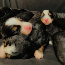 Bernese Mountain Dog Puppies from Dogwood Creek Bernese