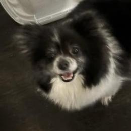 Pomeranians from Bella Bestia Kennels Indiana