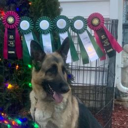 German Shepherds from Beau Chien Kennels