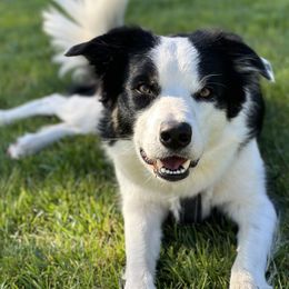 Border Collies from Pam's Dog Academy & Border Collies