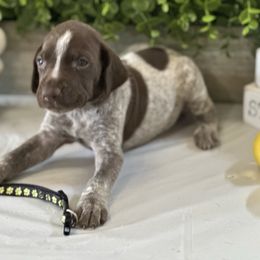 Purple black - White and liver male German Shorthaired Pointer puppy in Newton Grove, North Carolina from Wayalife Labradors & Gsp’s