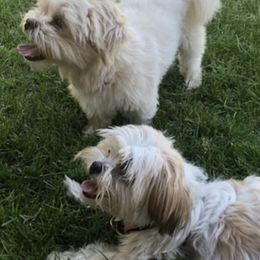 Shih Tzus from Famous Ollie's