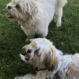 Shih Tzus from Famous Ollie's
