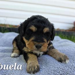 Abuela - Tri-color female Bernedoodle puppy in Blackfoot, Idaho from Draper Mountain Doodles