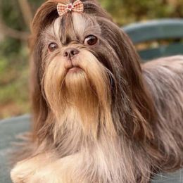 Reesie - Shih Tzu