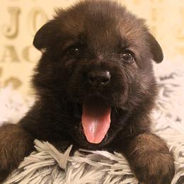 Lime Collar - Sable female German Shepherd puppy in Mansfield, Texas from Vom Anfang German Shepherds