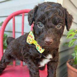 Shoestring - Chocolate male Goldendoodle puppy in Camden, North Carolina from Oopsie Doodles of NC