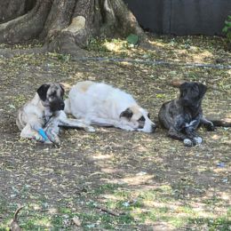 Anatolian Shepherd Dogs from GOAT Meadows