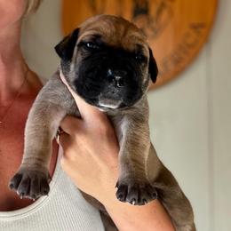 Blue Collar - Fawn male Boerboel puppy in Manitowoc, Wisconsin from Mae Boerboel