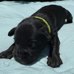 Boy 5 - Black and silver male Miniature Schnauzer puppy in Miami, Florida from AKC Puppies 2 Love