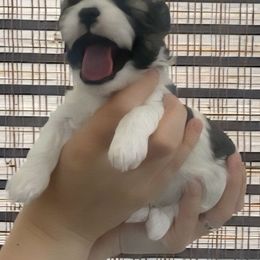 Blue - Brindle and white male Shih Tzu puppy in Alpine, Utah from Mimi's Shih Tzus