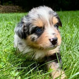 Boy 2 - Blue merle male Miniature Australian Shepherd puppy in Turner, Maine from Bear Pond Aussies / Leonbergers of Maine