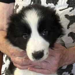RD - Black and white male Border Collie puppy in Giddings, Texas from JoyLee Border Collies