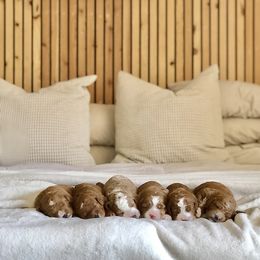 Goldendoodle Puppies from Howard House of Paws