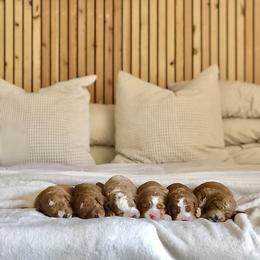Goldendoodle Puppies from Howard House of Paws