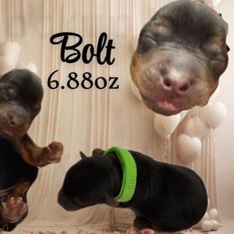Bolt - Black and tan male Yorkshire Terrier puppy in Booneville, Mississippi from Pinky's Puppies