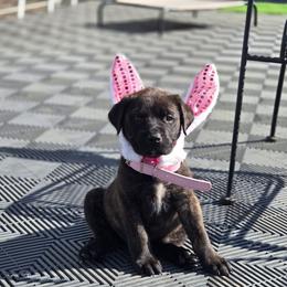 LUNA - Light Pink Collar Brindle Girl - Brindle female Mastiff puppy in Auburn, Kansas from Puppy Paradise:  English Mastiff Puppies & Standard Goldendoodle Puppies