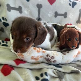 Black - Piebald male Dachshund puppy in Cumby, Texas from Dog Daze Ranch