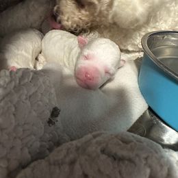 Phoebe - White Bichon Frise puppy in Ocala, Florida from Savannah Bichons