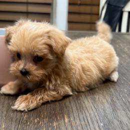 Dax - Apricot male Maltipoo puppy in Lebanon, Kentucky from Mosaic Merle Doodles