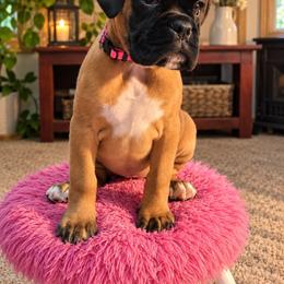 Reign - Boxer