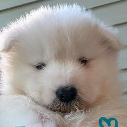 Teal Girl - White female Samoyed puppy in Hellertown, Pennsylvania from O’blako Samoyeds