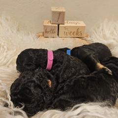 Double Doodle, Goldendoodle, and Labradoodle Puppies from The Doodle Ranch-California