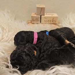 Double Doodle, Goldendoodle, and Labradoodle Puppies from The Doodle Ranch-California