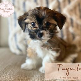 Morkie, Shorkie, and Yorkshire Terrier Puppies from Yorkie and Morkie Boutique