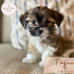 Morkie, Shorkie, and Yorkshire Terrier Puppies from Yorkie and Morkie Boutique