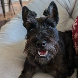 Scottish Terriers from Bellendaine Scotties